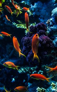 Preview wallpaper aquarium, fish, water, corals