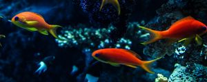 Preview wallpaper aquarium, fish, water, corals