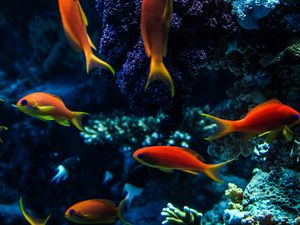 Preview wallpaper aquarium, fish, water, corals