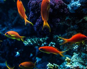 Preview wallpaper aquarium, fish, water, corals