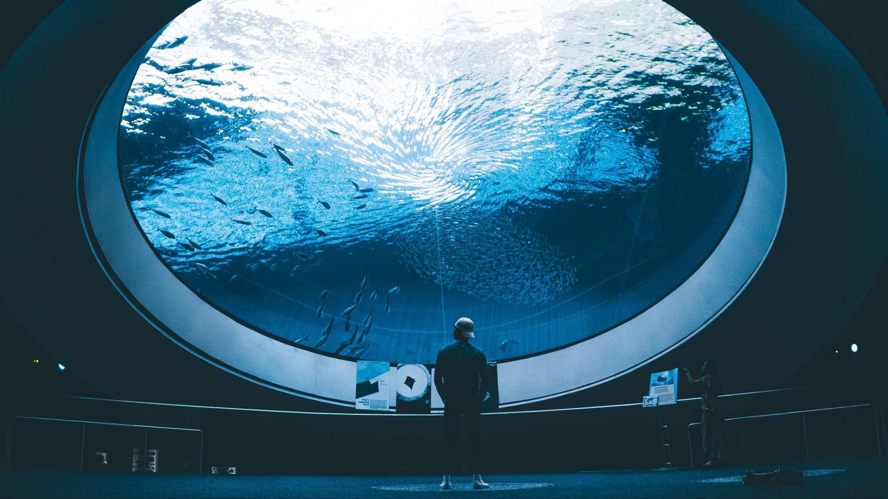 Wallpaper aquarium, man, room, water, fish
