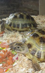 Preview wallpaper aquarium, turtles, couple, food, sawdust