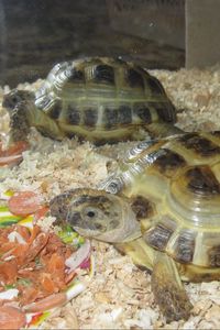 Preview wallpaper aquarium, turtles, couple, food, sawdust