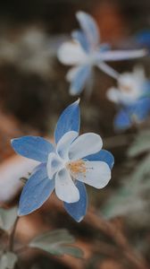 Preview wallpaper aquilegia, flower, blue, macro, bloom
