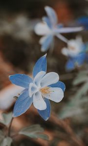 Preview wallpaper aquilegia, flower, blue, macro, bloom