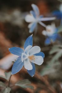 Preview wallpaper aquilegia, flower, blue, macro, bloom