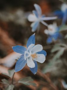 Preview wallpaper aquilegia, flower, blue, macro, bloom