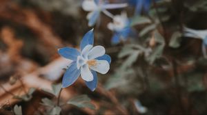 Preview wallpaper aquilegia, flower, blue, macro, bloom