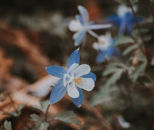 Preview wallpaper aquilegia, flower, blue, macro, bloom