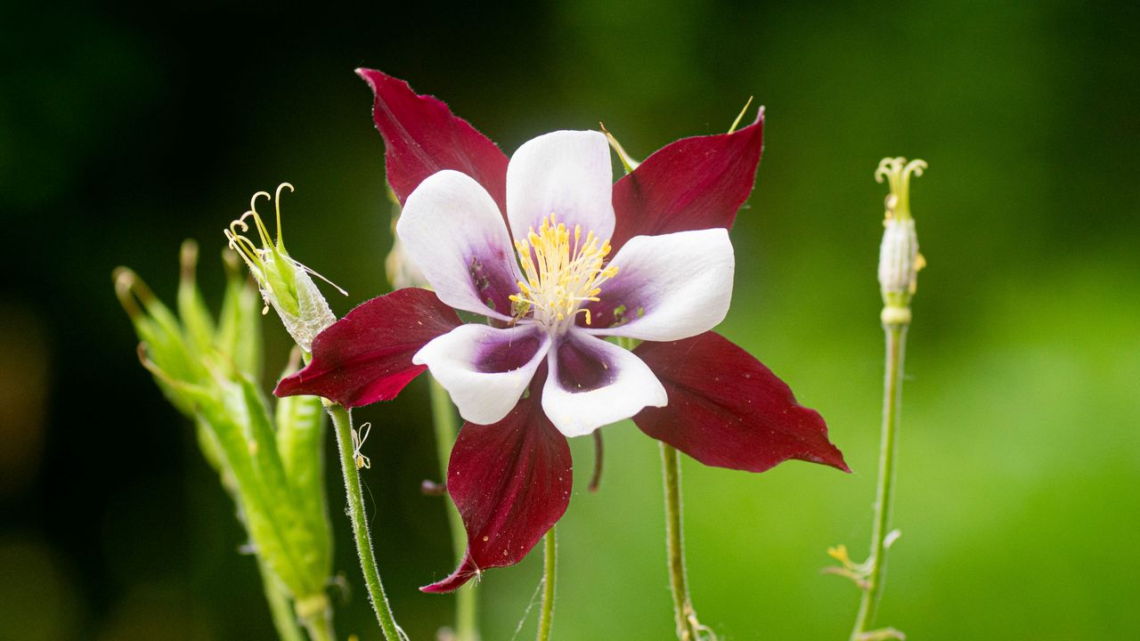 Wallpaper aquilegia, flower, petals, blur