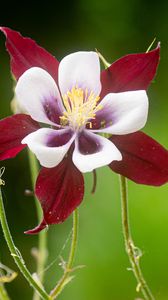 Preview wallpaper aquilegia, flower, petals, blur