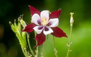 Preview wallpaper aquilegia, flower, petals, blur