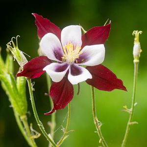 Preview wallpaper aquilegia, flower, petals, blur