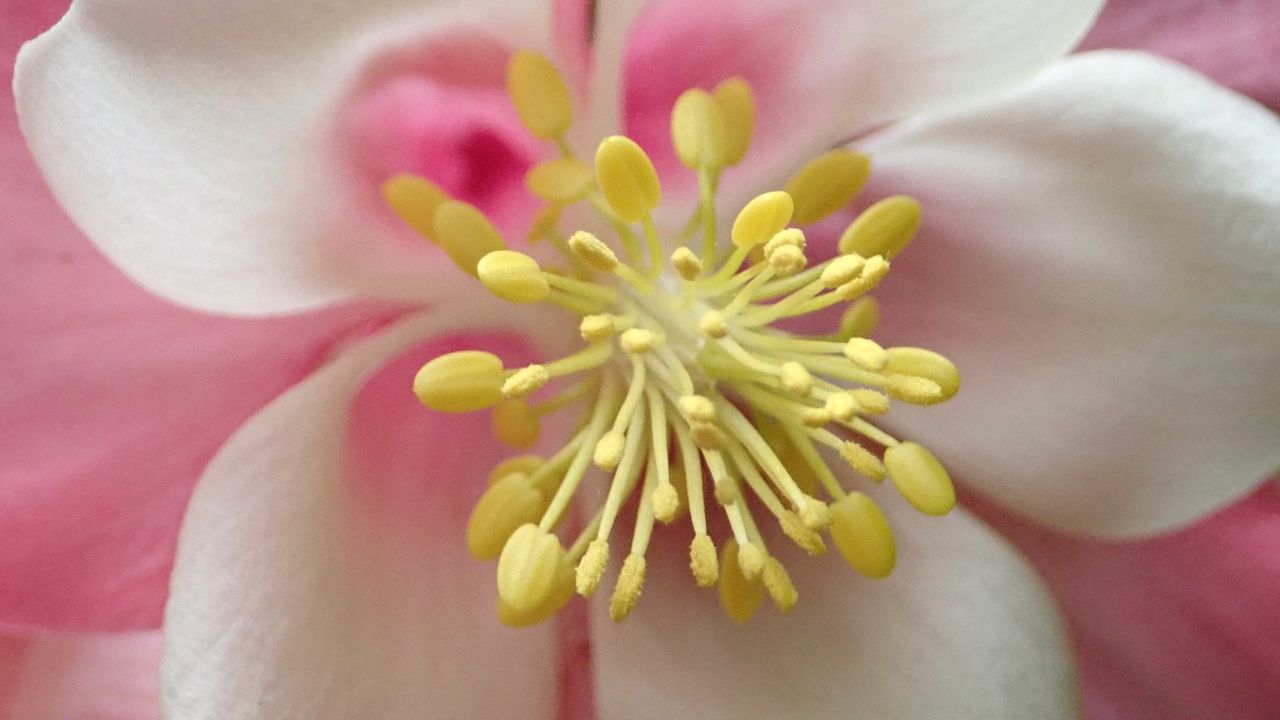 Wallpaper aquilegia, flower, pink, macro hd, picture, image