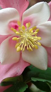 Preview wallpaper aquilegia, flower, pink, macro