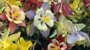 Preview wallpaper aquilegia, flowers, bright, colorful