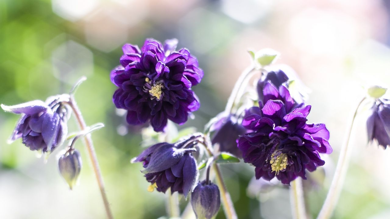 Wallpaper aquilegia, flowers, buds, purple, macro