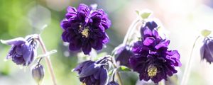 Preview wallpaper aquilegia, flowers, buds, purple, macro