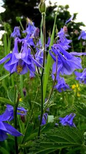 Preview wallpaper aquilegia, flowers, fields, green, summer