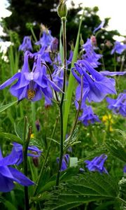 Preview wallpaper aquilegia, flowers, fields, green, summer