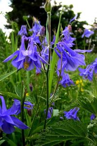 Preview wallpaper aquilegia, flowers, fields, green, summer