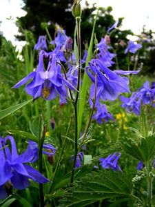 Preview wallpaper aquilegia, flowers, fields, green, summer