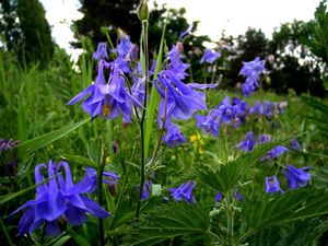 Preview wallpaper aquilegia, flowers, fields, green, summer