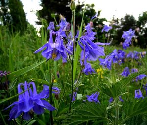 Preview wallpaper aquilegia, flowers, fields, green, summer