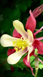 Preview wallpaper aquilegia, flowers, herbs, sharpness