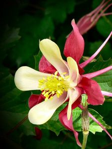 Preview wallpaper aquilegia, flowers, herbs, sharpness