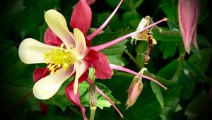 Preview wallpaper aquilegia, flowers, herbs, sharpness