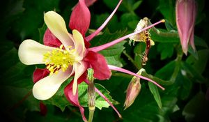 Preview wallpaper aquilegia, flowers, herbs, sharpness