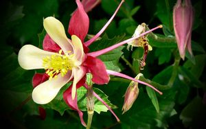 Preview wallpaper aquilegia, flowers, herbs, sharpness