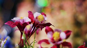 Preview wallpaper aquilegia, flowers, petals, blur, close-up