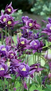 Preview wallpaper aquilegia, flowers, purple, flowerbed, blurred