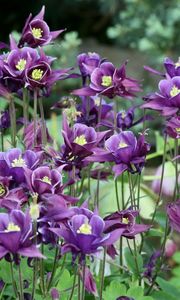 Preview wallpaper aquilegia, flowers, purple, flowerbed, blurred