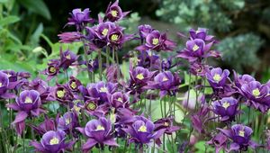 Preview wallpaper aquilegia, flowers, purple, flowerbed, blurred