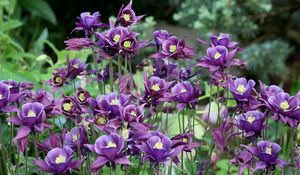 Preview wallpaper aquilegia, flowers, purple, flowerbed, blurred