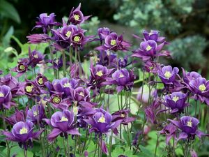 Preview wallpaper aquilegia, flowers, purple, flowerbed, blurred