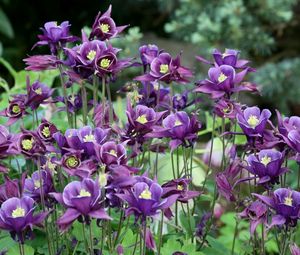 Preview wallpaper aquilegia, flowers, purple, flowerbed, blurred