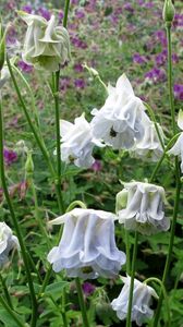 Preview wallpaper aquilegia, flowers, stems, foliage