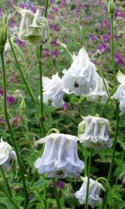 Preview wallpaper aquilegia, flowers, stems, foliage