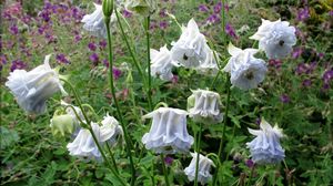 Preview wallpaper aquilegia, flowers, stems, foliage