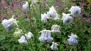 Preview wallpaper aquilegia, flowers, stems, foliage