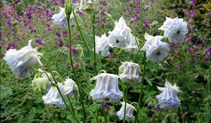 Preview wallpaper aquilegia, flowers, stems, foliage