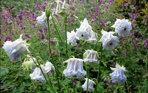 Preview wallpaper aquilegia, flowers, stems, foliage