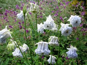 Preview wallpaper aquilegia, flowers, stems, foliage