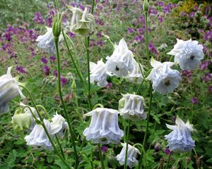 Preview wallpaper aquilegia, flowers, stems, foliage