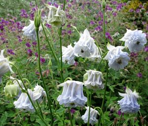 Preview wallpaper aquilegia, flowers, stems, foliage