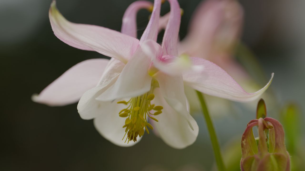 Wallpaper aquilegia, petals, flower, macro